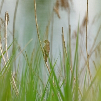 DSC08724_DxO