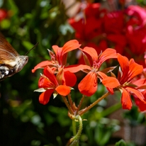 DSC01950_DxO