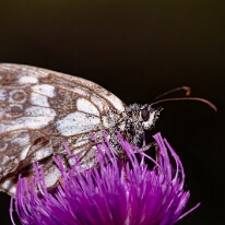 DSC01256_DxO