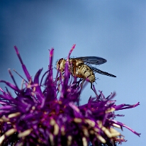 DSC01264_DxO