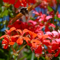 DSC01944_DxO